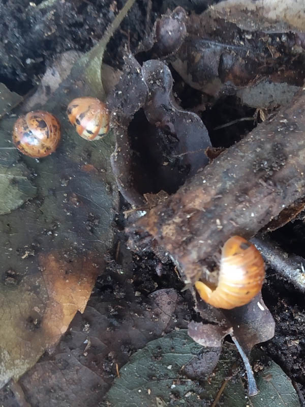 identificazione porcellino di terra